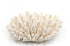 premium finger coral
